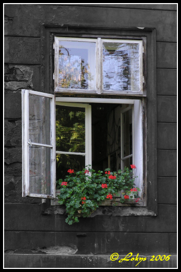 Okno s květinami